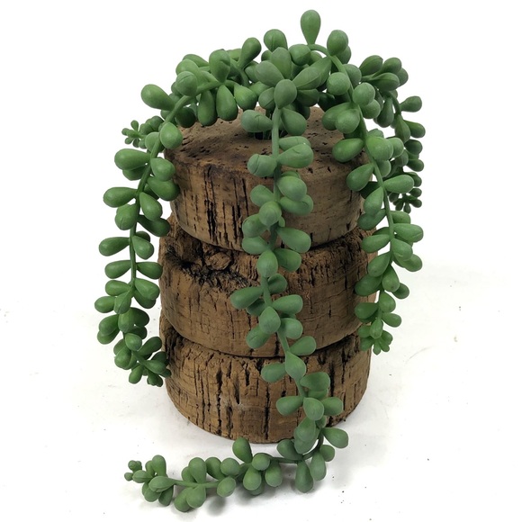 Other - Succulent Home Accent Decor